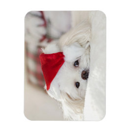 Cute White-Hund i en röd julklapp Magnet