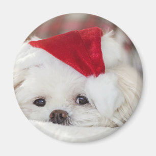 Cute White-Hund i en röd julklapp Magnet