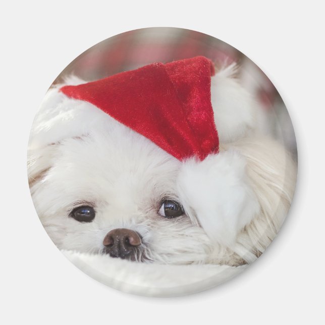Cute White-Hund i en röd julklapp Magnet (Framsidan)