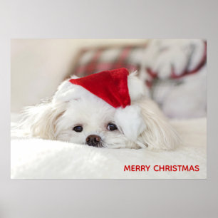 Cute White-Hund i en röd julklapp Poster