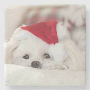 Cute White-Hund i en röd julklapp Stenunderlägg