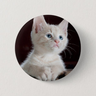Cute white kattunge knapp