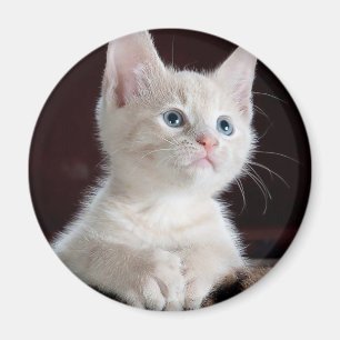 Cute white kattunge magnet