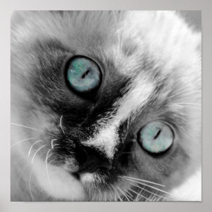 Cute White Kitten med Blue Ögon Poster