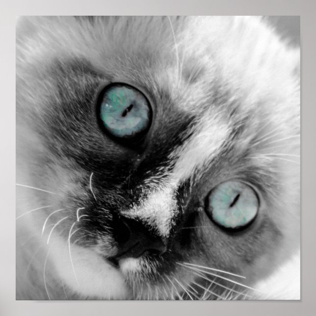 Cute White Kitten med Blue Ögon Poster (Framsidan)