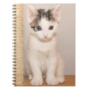 Cute White Kitten med Grönt Ögon Anteckningsbok