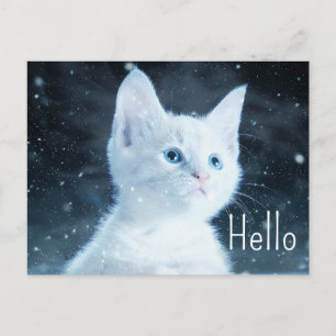 Cute White Kitten med Söt Blue Ögon Hej Vykort