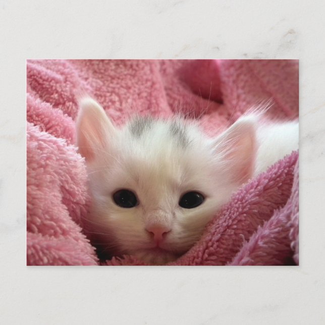 Cute white kitten sover i rosa filt vykort (Framsida)