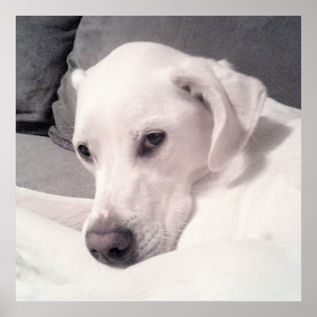 Cute White Labrador Mix Hund Grått Poster (Framsidan)