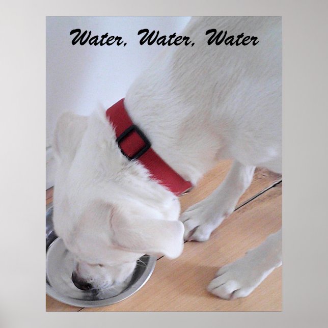 Cute White Labrador Mix Puppy Dog Drinking Water Poster (Framsidan)