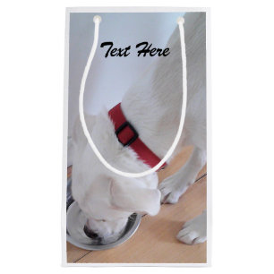 Cute White Labrador Mix Puppy Hund Drinking Vatten