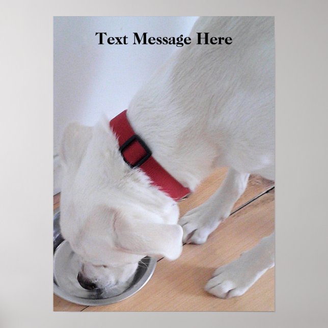 Cute White Labrador Mix Puppy Hund Drinking Vatten Poster (Framsidan)