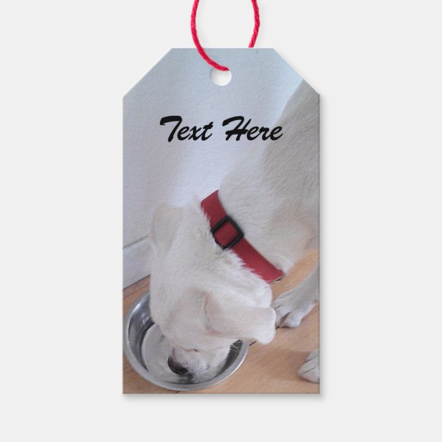 Cute White Labrador Mix Puppy Hund Drinking Vatten Presentetikett (Framsidan)
