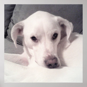 Cute White Labrador Mix Sitta på Couch Grått Poster