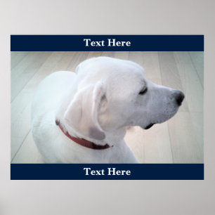 Cute White Labrador Retriever Mix Hund Profile Blu Poster