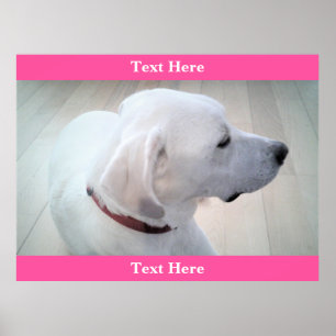 Cute White Labrador Retriever Mix Hund Profile Ros Poster