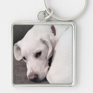 Cute White Lazy Labrador Retriever Mix Hund Keycha Fyrkantig Silverfärgad Nyckelring