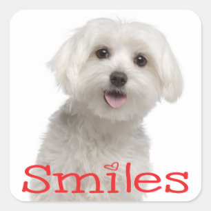 Cute White Maltese Puppy Hund Hej Smiles Kärlek Fyrkantigt Klistermärke