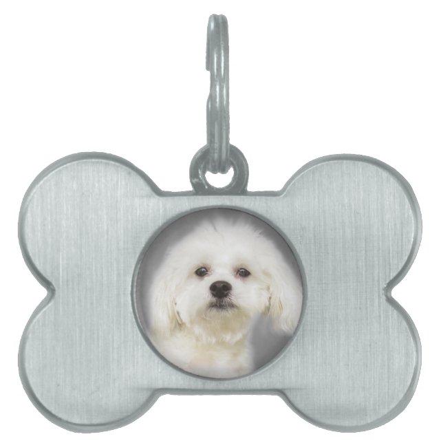 Cute white Maltese puppy Namnbricka Husdjur (Framsidan)