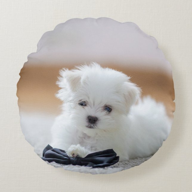 Cute White Maltese Puppy Rund Kudde (Framsidan)