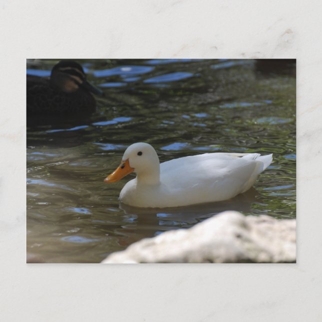 Cute White Pekin Anka Swimming in Pond Vykort (Framsida)