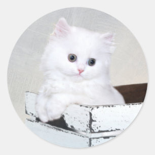 Cute White Persian Kitten Runt Klistermärke