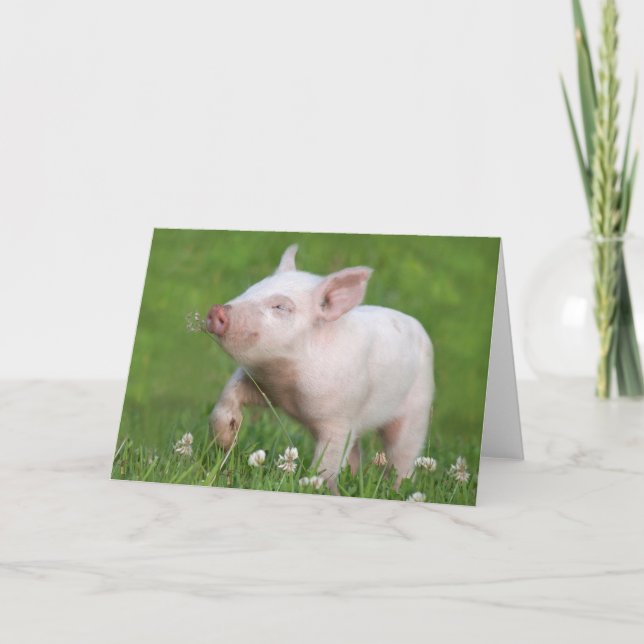 Cute White Piglet Smella a Flower Kort (Framsida)