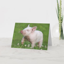 Cute White Piglet Smella a Flower Kort