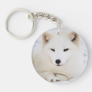 Cute White polar Fox