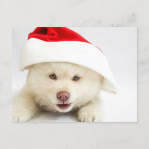 Cute White Puppy Hund i jultomten Vykort