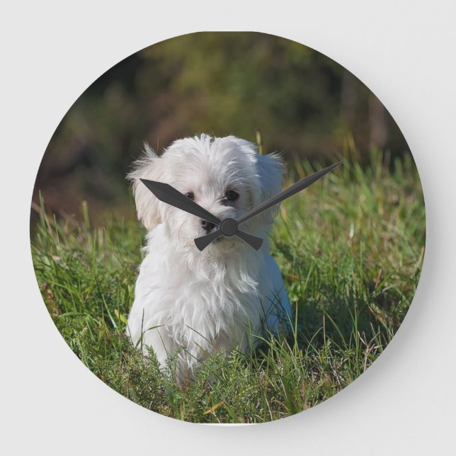 Cute white puppy stor klocka (Framsida)