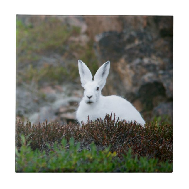 Cute White Rabbit Kakelplatta (Framsidan)