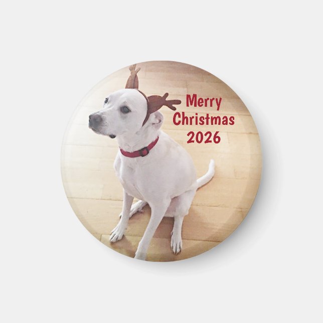 Cute White Reindeer Dog Photo Merry Christmas Magnet (Framsidan)