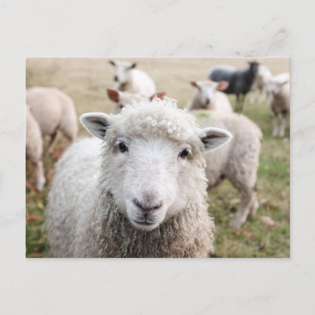 Cute White Sheep Close-up Photo Vykort (Framsida)