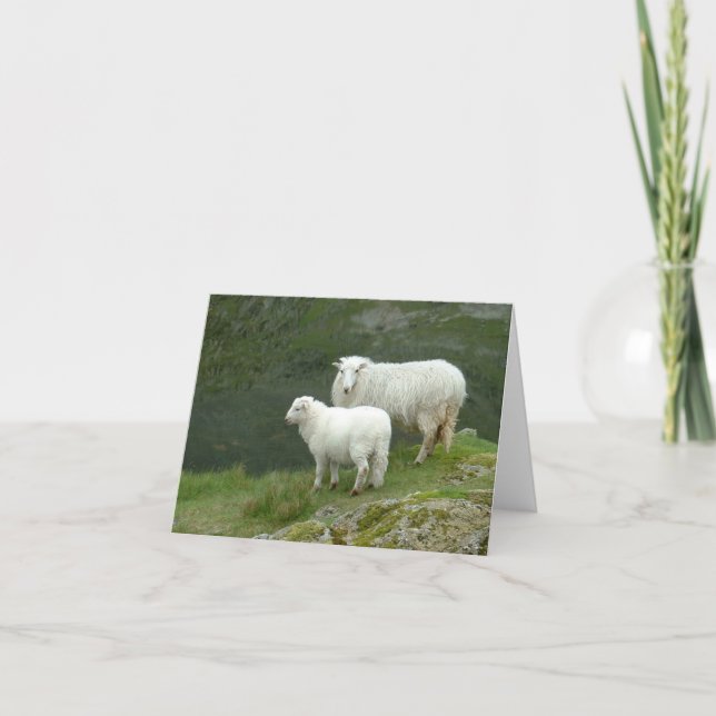 Cute White Sheep, North Wales, Storbritannien Kort (Framsida)