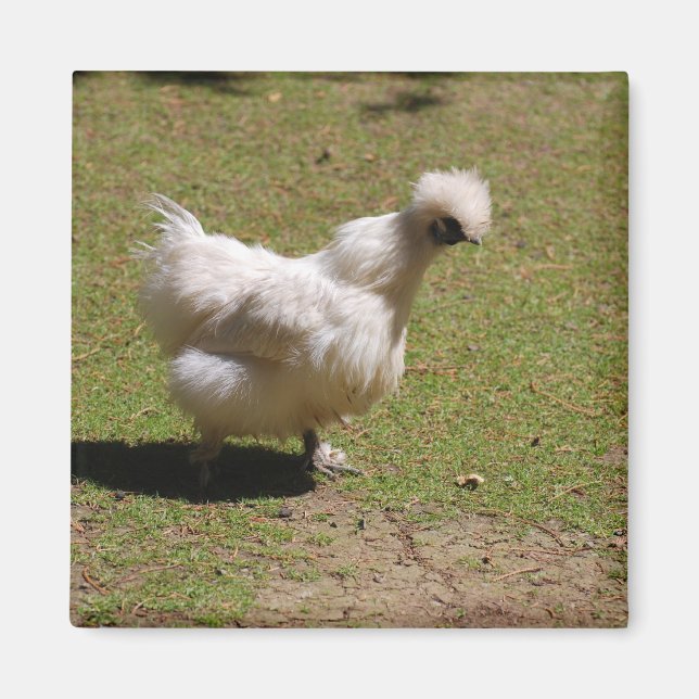 Cute White Silky Bantam Chicken Walk Magnet (Framsidan)
