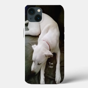 Cute White Sleeping Puppy Hund Labrador Mix