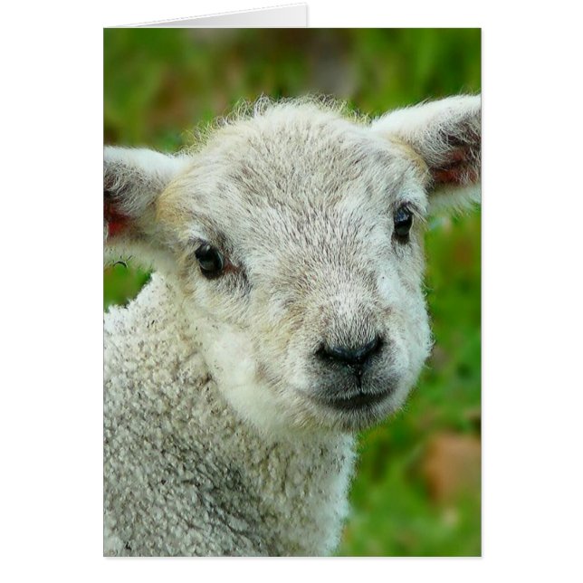 Cute white small lamm hälsningskort (Framsidan)