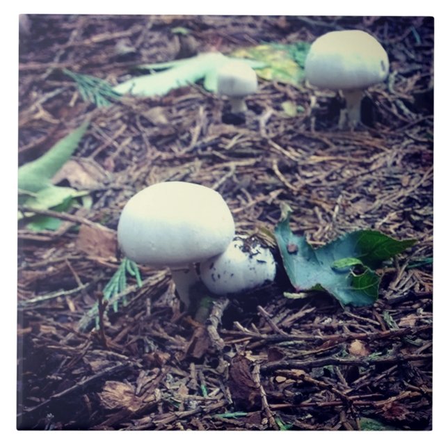 Cute White Svampar Kakelplatta (Framsidan)