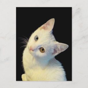 Cute White Turkisk Van Kitten Postcard Vykort