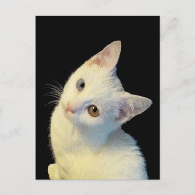 Cute White Turkisk Van Kitten Postcard Vykort (Framsida)