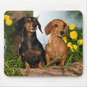Cute Wiener Hundälskares Doxin Puppy Dachshund Musmatta