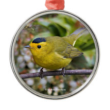 Cute Wilsons Warbler Songbird på Grapevine