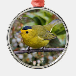 Cute Wilsons Warbler Songbird på Grapevine Julgransprydnad Metall