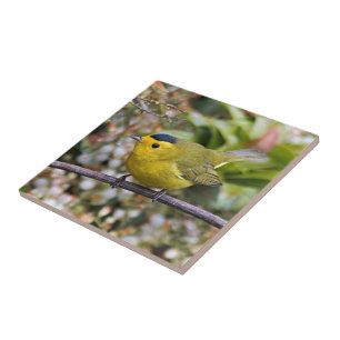Cute Wilsons Warbler Songbird på Grapevine Kakelplatta
