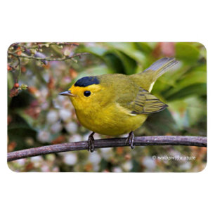 Cute Wilsons Warbler Songbird på Grapevine Magnet