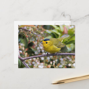 Cute Wilsons Warbler Songbird på Grapevine Vykort