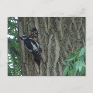 Cute Woodpecker med det ynglande DIY-vykortet Vykort
