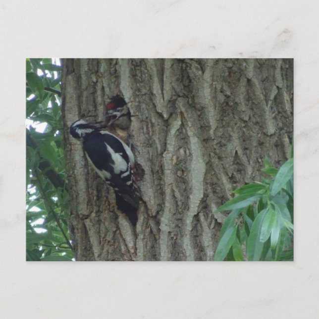 Cute Woodpecker med det ynglande DIY-vykortet Vykort (Framsida)