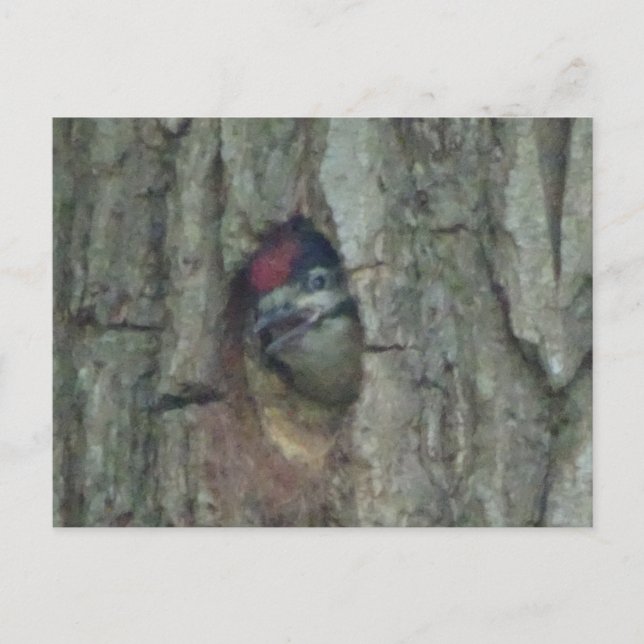 Cute Woodpecker Youngling DIY-vykort Vykort (Framsida)